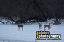 #DEER