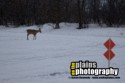 #DEER